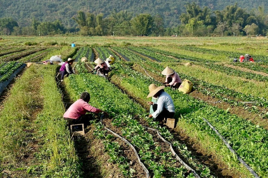 các thành viên hợp tác xã họp bàn sản xuất